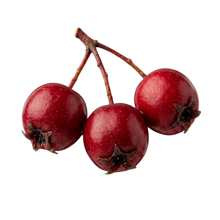 HAWTHORN